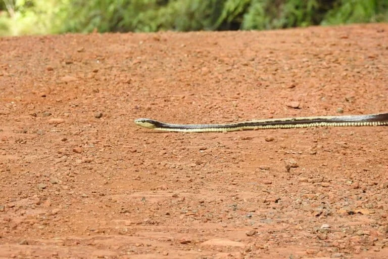 beyond-the-sun-unraveling-the-enigmatic-behavior-of-the-celebes-black-tailed-ratsnake