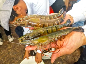 regulatory-crackdown-kkp-seizes-1048-tons-of-imported-shrimp-amid-allegations-of-illegal-domestic-distribution