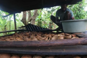 revitalizing-the-ancestral-gold-how-the-malind-people-of-merauke-are-transforming-the-coconut-economy