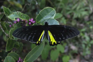 the-fragile-wings-of-biodiversity-why-the-decline-of-butterflies-signals-an-ecological-crisis