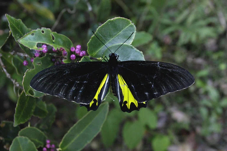 the-fragile-wings-of-biodiversity-why-the-decline-of-butterflies-signals-an-ecological-crisis