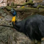 The Gardeners of the Rainforest: The Silent Crisis Facing Papua’s Cassowaries