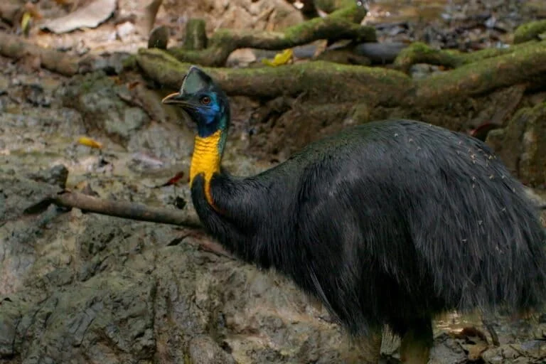 the-gardeners-of-the-rainforest-the-silent-crisis-facing-papuas-cassowaries