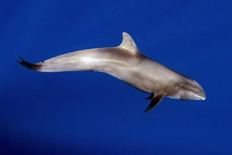 the-melon-headed-whale-unveiling-the-enigma-of-the-deep-sea-cetacean
