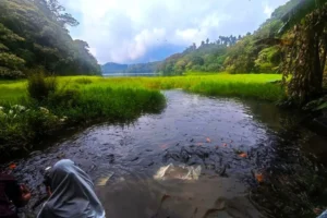 the-silent-guardians-of-mount-slamet-preserving-the-mystical-ecosystem-of-telaga-ranjeng