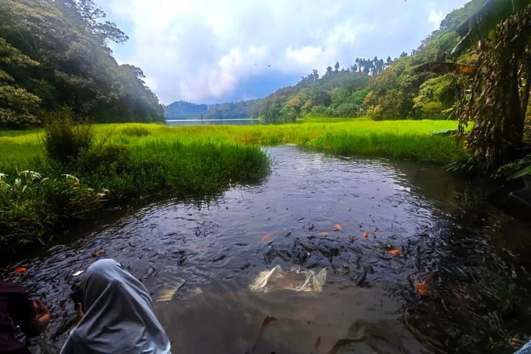 the-silent-guardians-of-mount-slamet-preserving-the-mystical-ecosystem-of-telaga-ranjeng