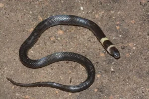 the-silent-hunters-unveiling-the-enigmatic-world-of-aparallactus-the-centipede-eating-snakes