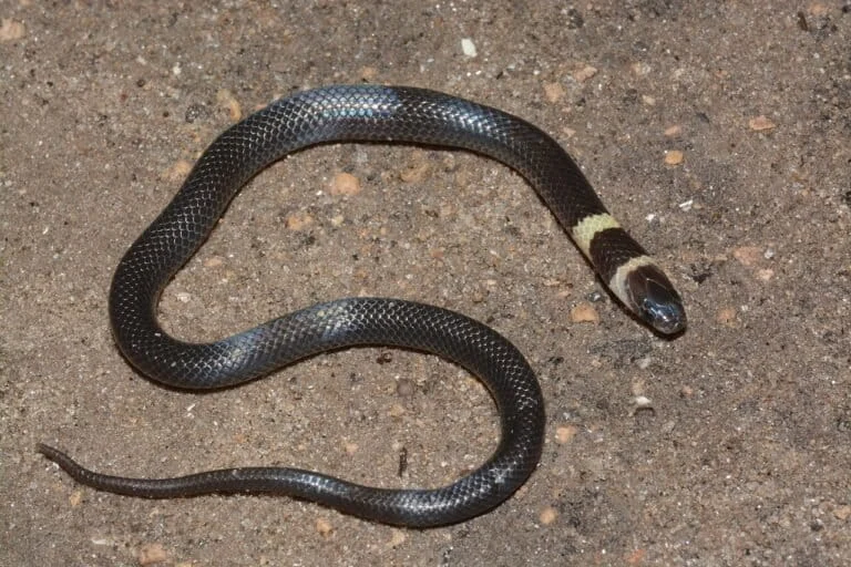 the-silent-hunters-unveiling-the-enigmatic-world-of-aparallactus-the-centipede-eating-snakes